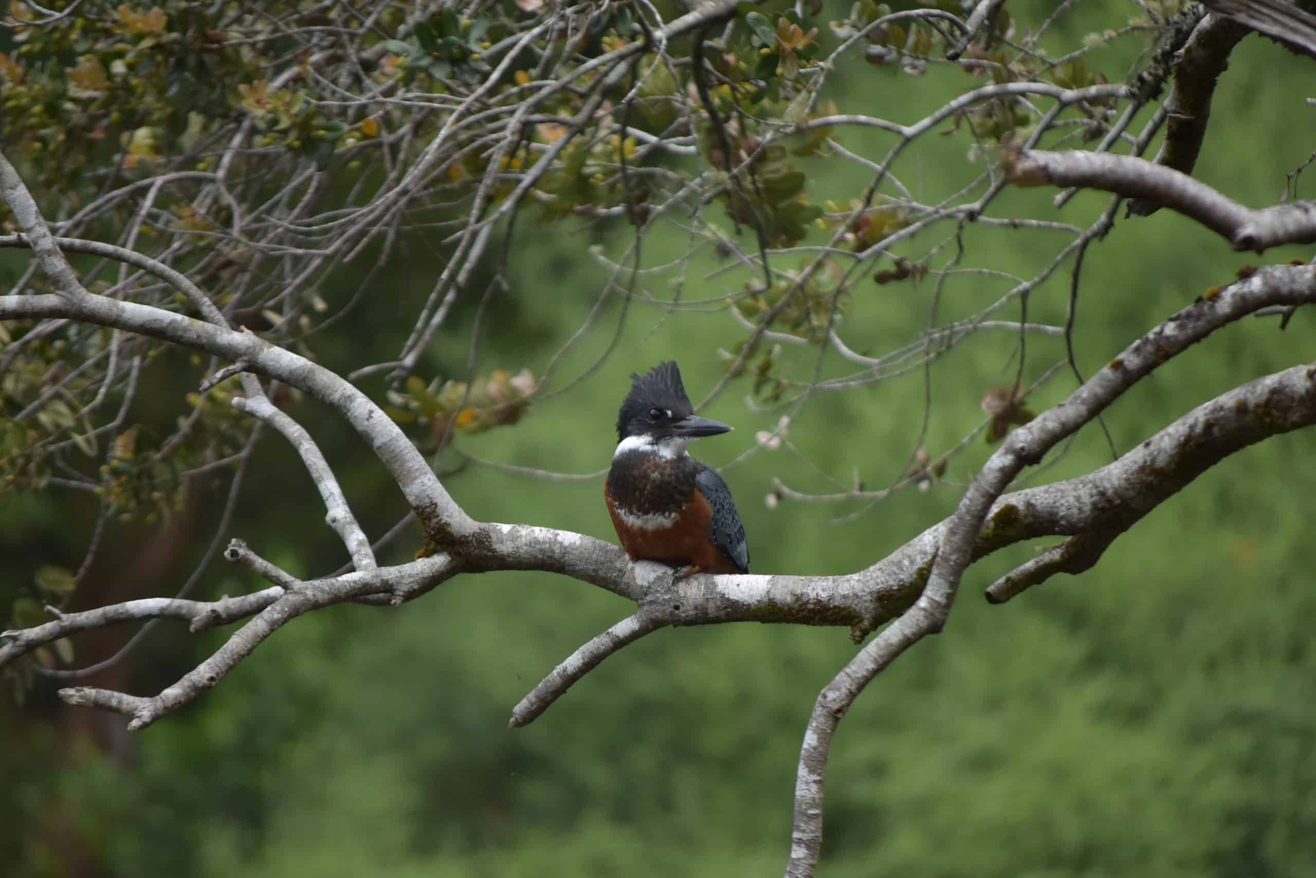A Ringed Kingfisher with a prominent shaggy crest, a white collar, and deep rusty-red underparts perched on a tree branch against a blurred green background.