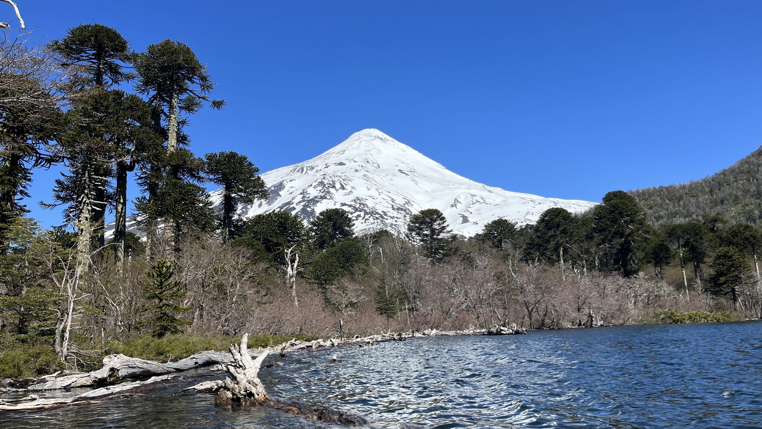A snow-capped Lanin Volcano rises behind a calm Andean lagoon, framed by ancient Araucaria (monkey puzzle) trees and driftwood along the shore under a clear blue sky.