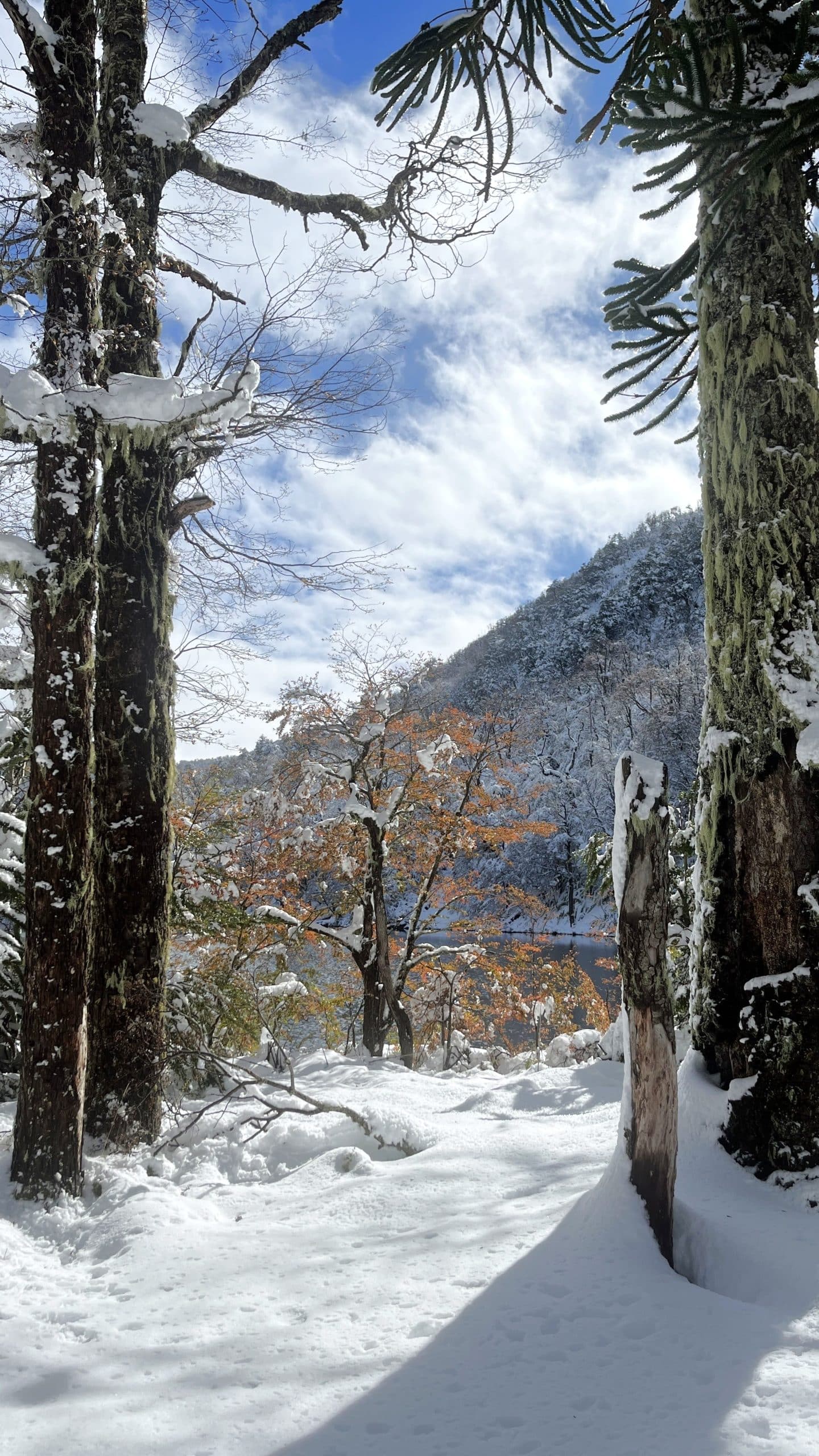 A snow-covered forest path leading toward a quiet lake, framed by tall mossy trees and an ancient Araucaria tree. In the center, a deciduous tree with golden autumn leaves provides a vibrant contrast against the white snow and the forested hill in the background.